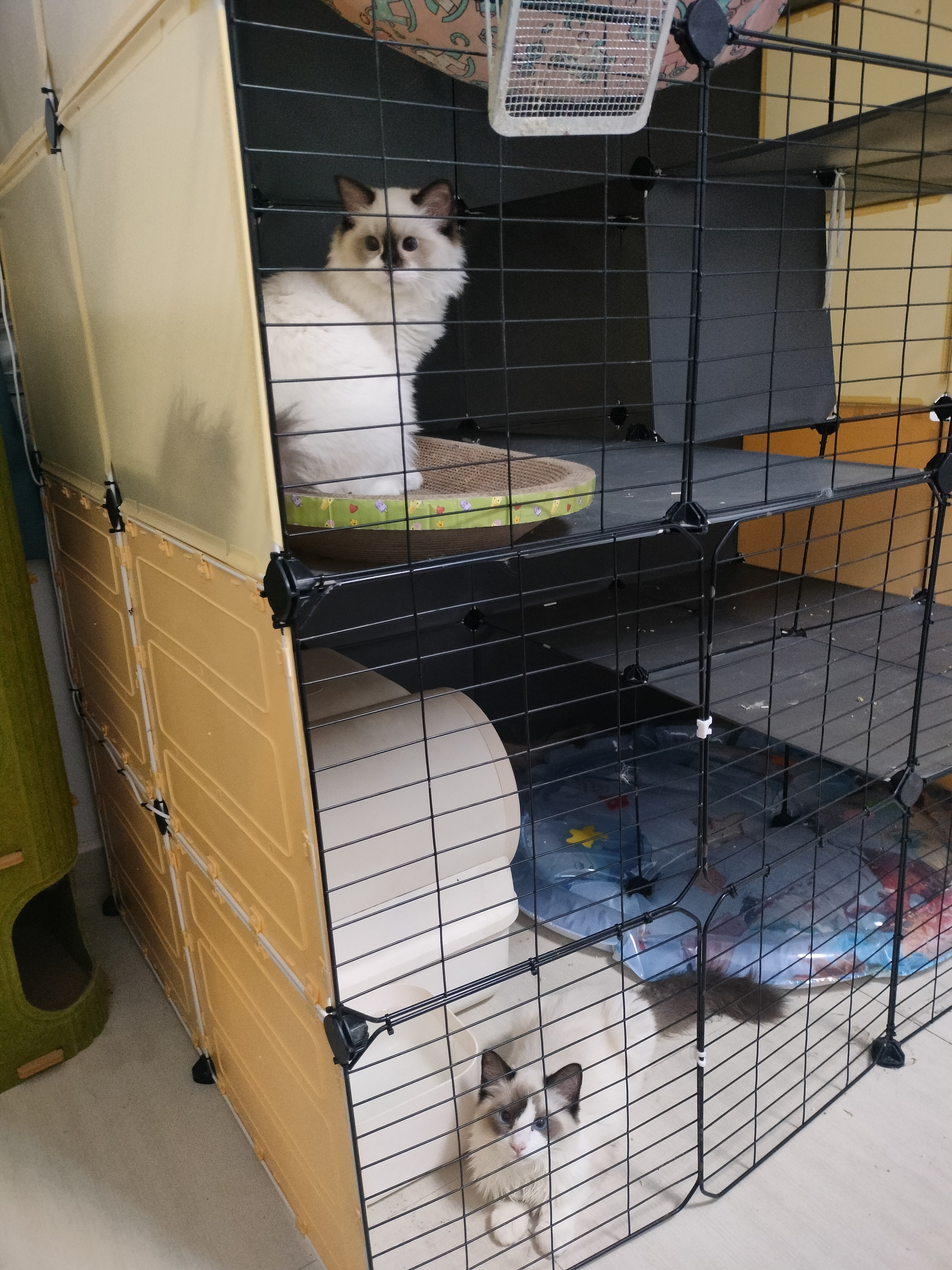 清一色布偶猫